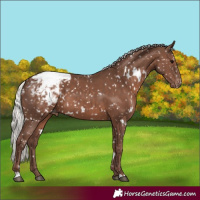Horse Color:White Spotted Silver Black Appaloosa 