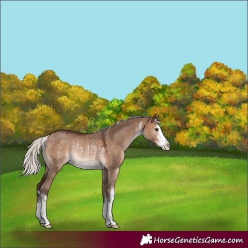 Horse Color:White Spotted Silver Brown Dun Rabicano 