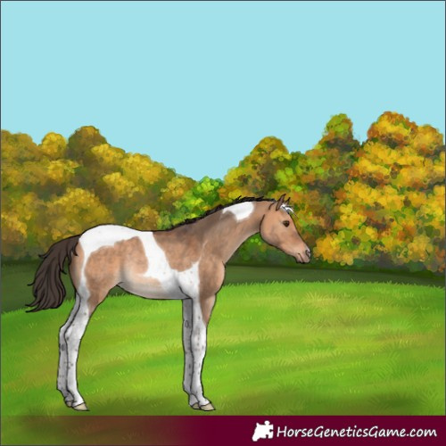 Horse Color:Bay Dun Tobiano Rabicano