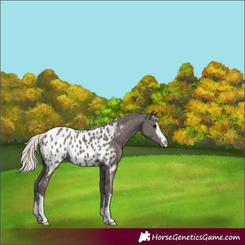 Horse Color:White Spotted Silver Black Appaloosa Rabicano 