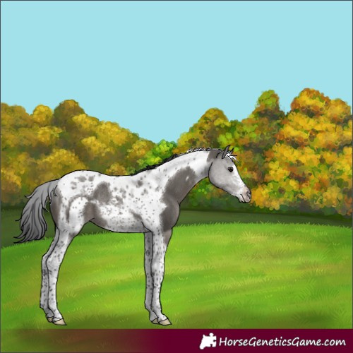 Horse Color:Grullo Tobiano Frame Rabicano
