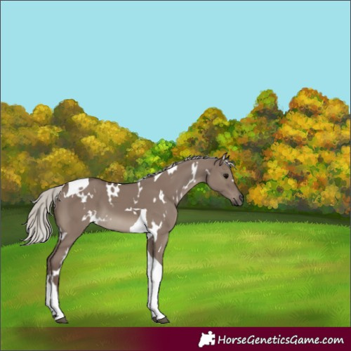 Horse Color:White Spotted Silver Grullo Tobiano 