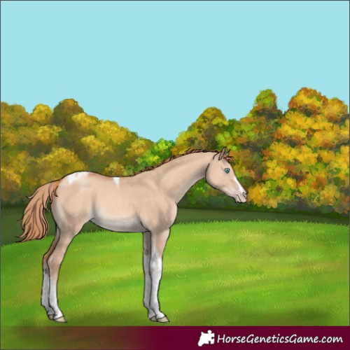 Horse Color:Gold Champagne Dun Tobiano Rabicano 