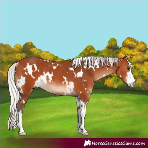 Horse Color:White Spotted Silver Bay Rabicano