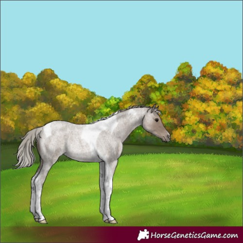 Horse Color:Silver Grullo Roan Tobiano Rabicano 