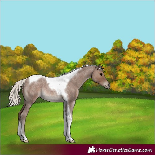 Horse Color:Silver Blue Roan Tobiano Rabicano