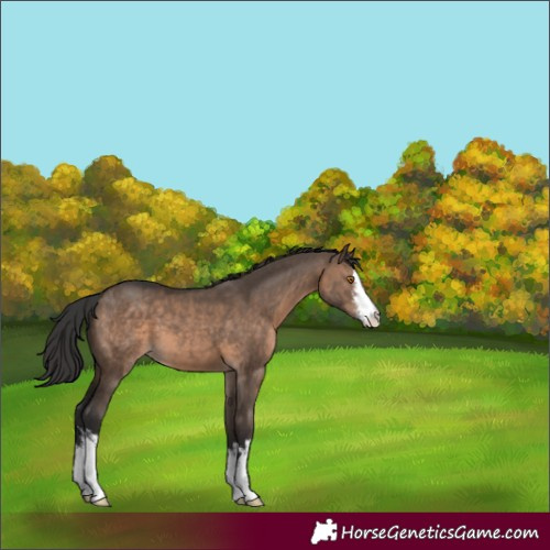 Horse Color:White Spotted Brown Dun 