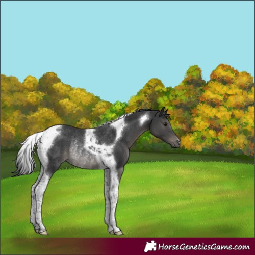 Horse Color:Black Tobiano Rabicano