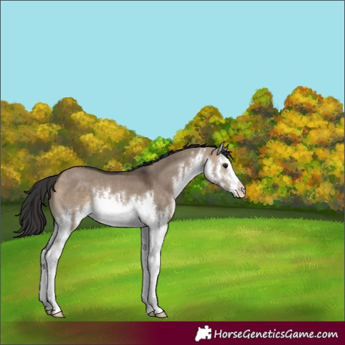 Horse Color:White Spotted Brown Dun