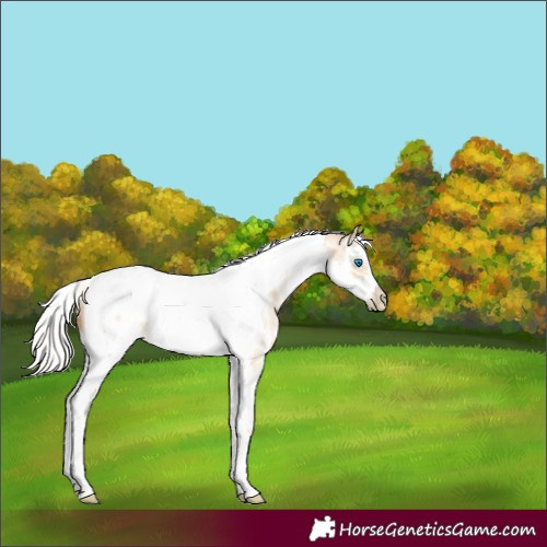 Horse Color:Silver Buckskin Pearl Dun Sabino Splash Tobiano Frame Rabicano