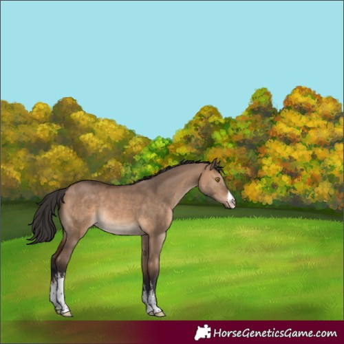 Horse Color:White Spotted Brown Dun Rabicano 