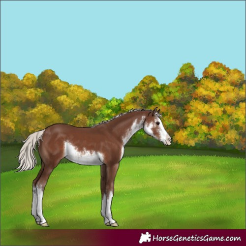 Horse Color:White Spotted Silver Black