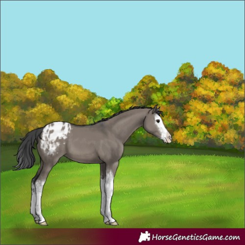 Horse Color:White Spotted Grullo Splash Appaloosa
