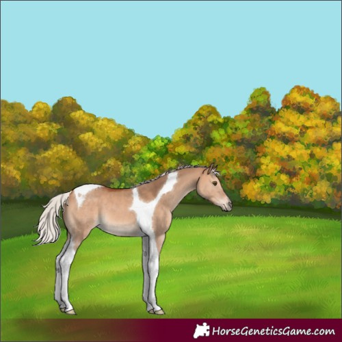 Horse Color:Silver Bay Dun Tobiano 