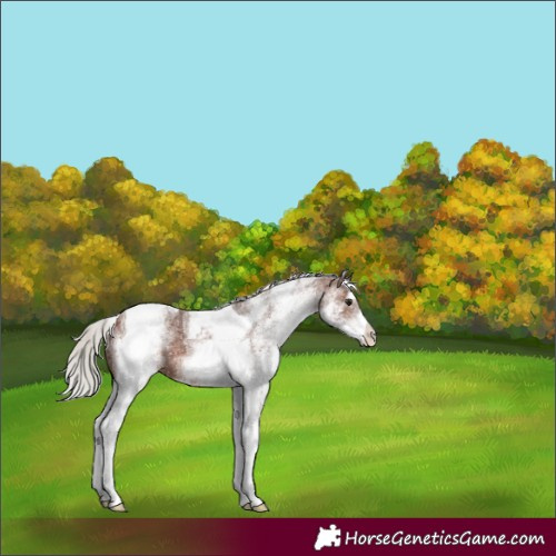 Horse Color:White Spotted Silver Brown Tobiano Rabicano