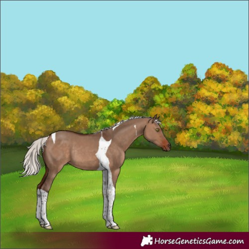Horse Color:Silver Brown Dun Tobiano Rabicano