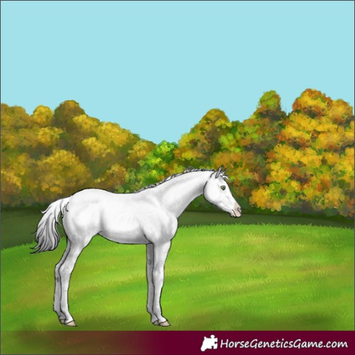 Horse Color:White Spotted Brown Dun Sabino Splash Near Leopard Rabicano 
