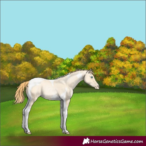 Horse Color:Buckskin Pearl Dun Mushroom Tobiano
