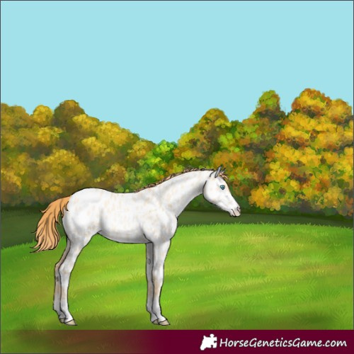 Horse Color:Buckskin Pearl Dun Sabino Near Leopard