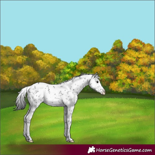 Horse Color:White Spotted Brown Sabino Rabicano