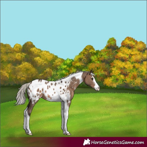 Horse Color:Silver Brown Dun Sabino Tobiano Blanket 
