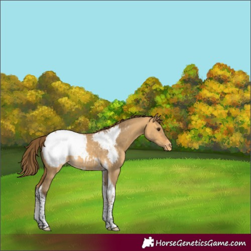 Horse Color:Buckskin Dun Tobiano Snowcap
