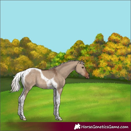 Horse Color:Silver Brown Dun Tobiano Rabicano 