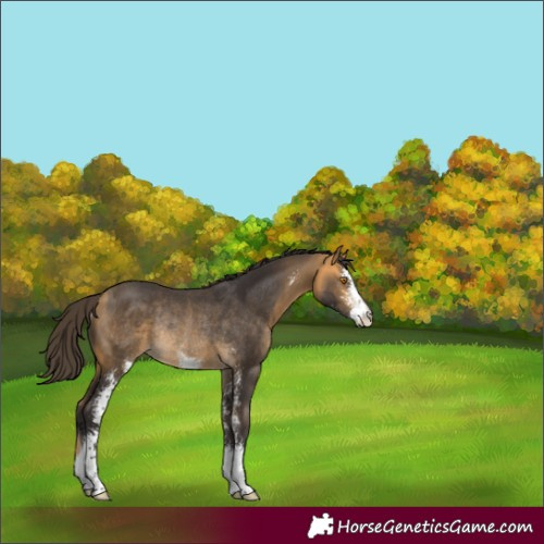 Horse Color:Buckskin Mushroom Sabino Rabicano