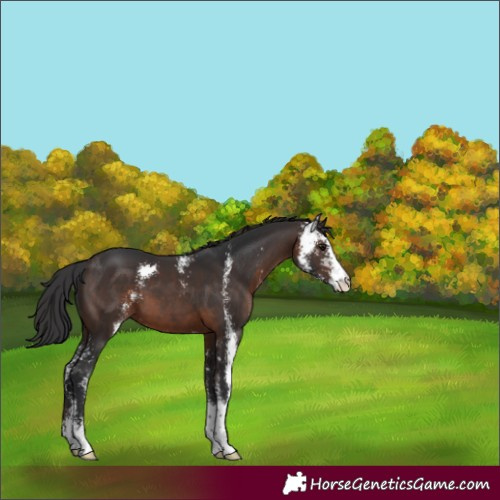 Horse Color:Brown Sabino 