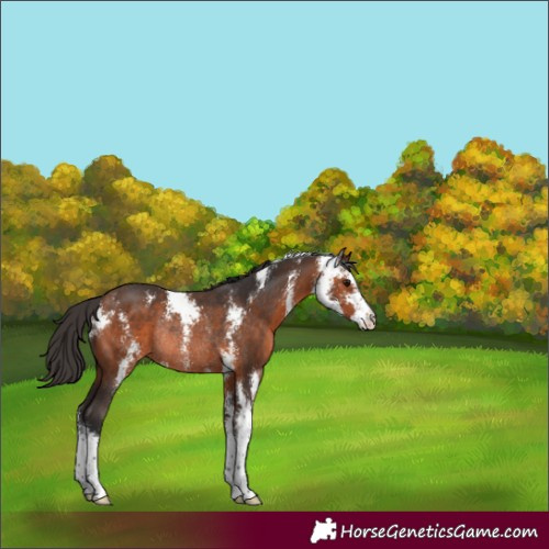 Horse Color:Bay Sabino Rabicano 