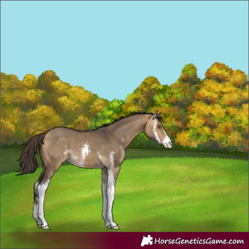 Horse Color:Buckskin Dun Sabino
