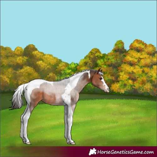 Horse Color:Brown Tobiano Rabicano