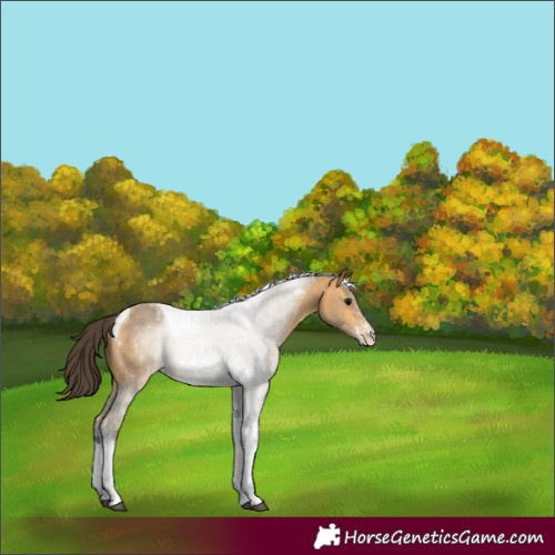 Horse Color:Buckskin Sabino Tobiano