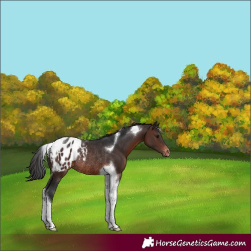 Horse Color:Brown Tobiano Appaloosa Rabicano 