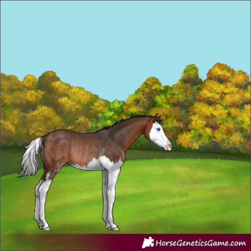 Horse Color:Bay Sabino Splash Rabicano 