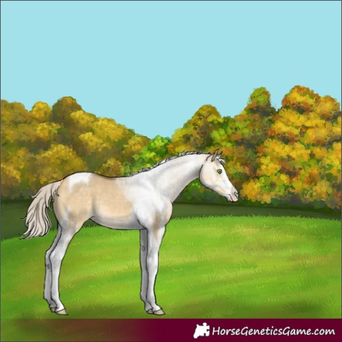 Horse Color:Silver Buckskin Dun Mushroom Sabino Tobiano 