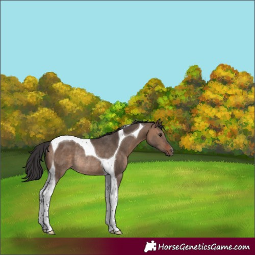 Horse Color:Brown Dun Tobiano Rabicano 