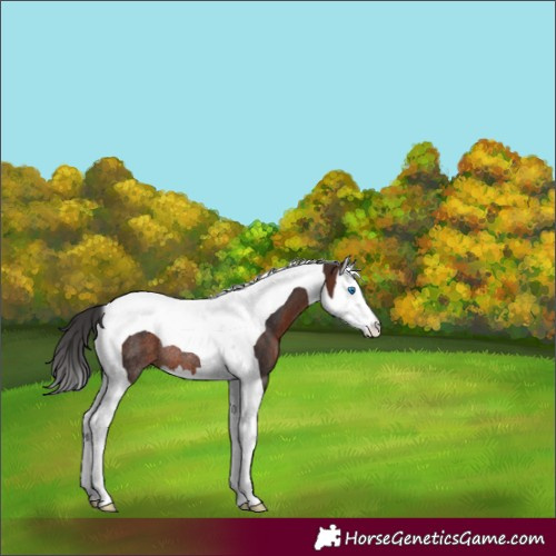 Horse Color:Brown Splash Tobiano Rabicano 