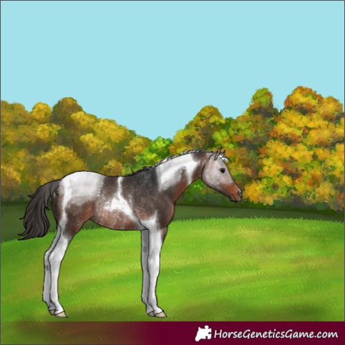 Horse Color:Bay Tobiano Rabicano 