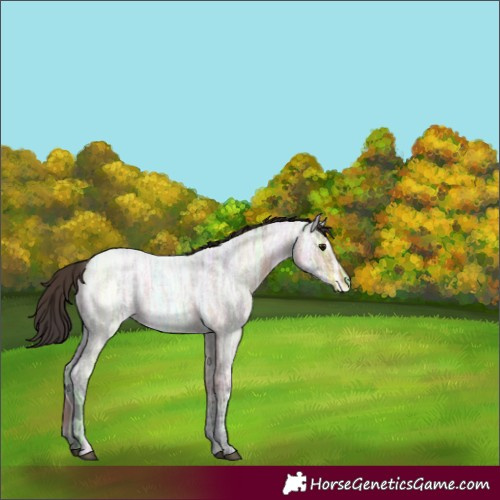 Horse Color:Bay Ice Roan 