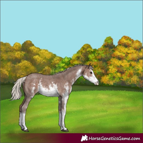 Horse Color:White Spotted Silver Black Sabino Rabicano 