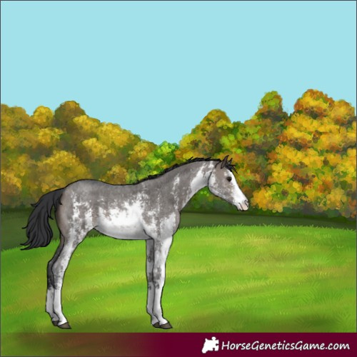 Horse Color:White Spotted Brown Dun Sabino 