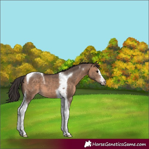 Horse Color:Bay Dun Tobiano