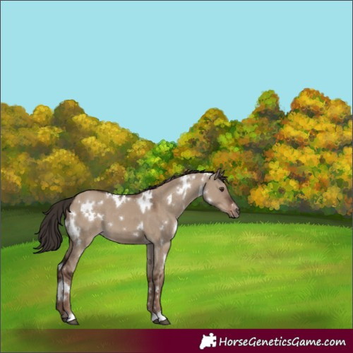 Horse Color:White Spotted Liver Red Dun 