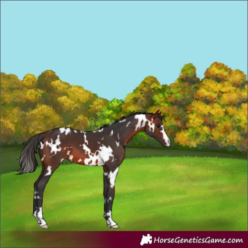 Horse Color:White Spotted Bay 