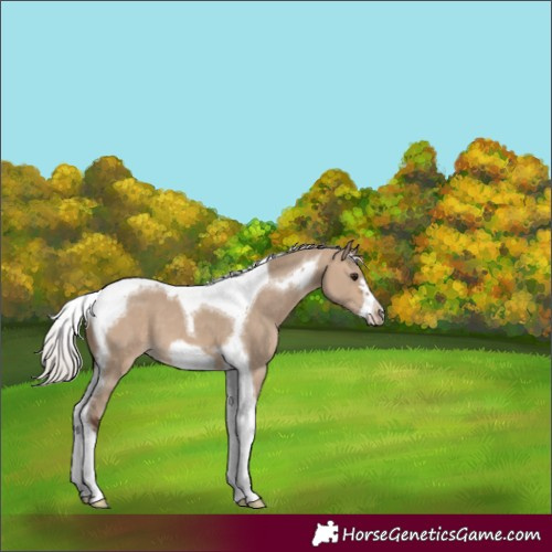 Horse Color:Silver Brown Dun Tobiano Frame