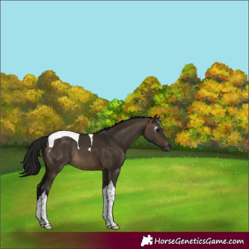 Horse Color:Gray Brown Dun Tobiano Rabicano 