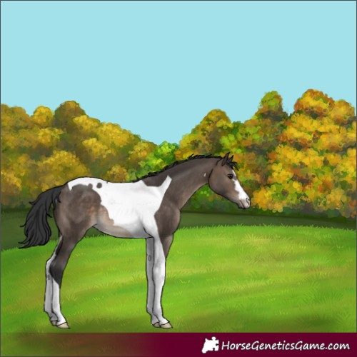 Horse Color:Brown Dun Tobiano Rabicano 