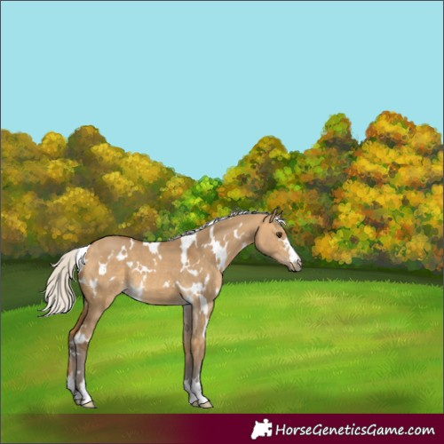 Horse Color:White Spotted Silver Buckskin Dun