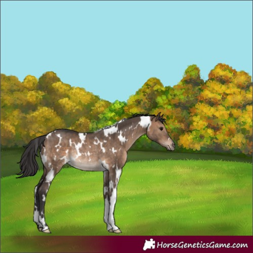 Horse Color:White Spotted Brown Dun Rabicano 